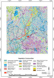 Image result for Sarcophrynium schweinfurthianum