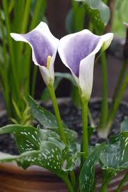 Calla Lillies Summer Bulbs Calla Lillies Zantedeschia Aethiopica