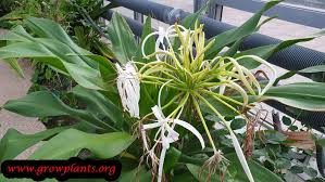 Image result for Crinum aurantiacum
