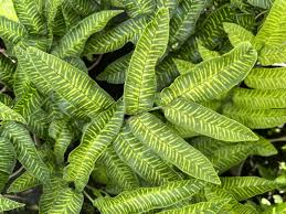 Image result for Coniogramme