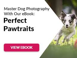 Another area to look at within pet photography is the rate at which you capture. 6 Things To Keep In Mind Before Starting A Pet Photography Business
