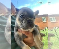 Puppies come with health certificate and guarantee. View Ad French Bulldog Litter Of Puppies For Sale Near Michigan Fraser Usa Adn 152207