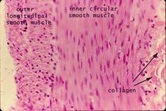 The renal calyces are chambers of the kidney through which urine passes. 100 Histology Muscle Ideas Muscle Skeletal Muscle Histology Slides