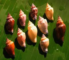 We did not find results for: File Little Bear Conch Strombus Urceus Shell001 Jpg Wikipedia