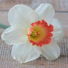 Pink Charm Is A Big White Daffodil With A Pink Trumpet Very Special Because This Color Is Not Common In The Daffodil Family Pink Charm Flower Farm Daffodils