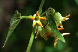 Image result for Riocreuxia