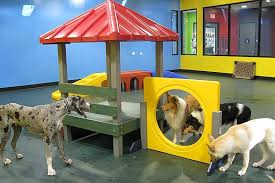 The pampered pooch pet resort & spa is a full service grooming salon, doggie day care and 24 hr. Pampered Pet Hotel Spa Dog Daycare Dog Play Room Dog Playground
