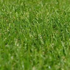 The purpose of landscape design is to blend mans technology ( house or building) into the natural surroundings. How To Create A No Mow Lawn Shedstore