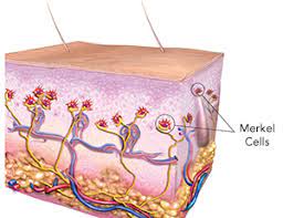 High concentrations of merkel cells are found in the fingertips and also in the lips, but they are also present. Merkel Cell Carcinoma The Skin Cancer Foundation