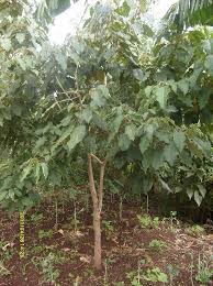 Image result for Croton megalocarpus