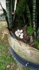 Maybe you would like to learn more about one of these? Warisan Petani Telur Ayam Hutan