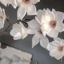 Taking My Breath Away Today This Beautiful Magnolia Forflowerlovers Winterflowers Winterblooming Australia Magnolia Austra Winter Flowers Bloom Beautiful