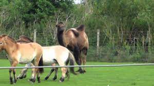 Because camels are herd animals, it might be a good idea to keep at least two.2 x research source. Camel Vs Horse At Marwell Youtube