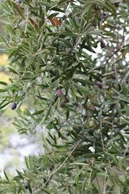 Image result for Olea