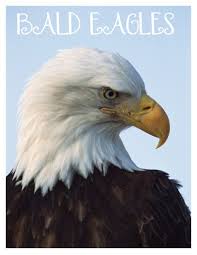 Bald Eagles Lapbook Animal Study Bald Eagle Eagle Animals
