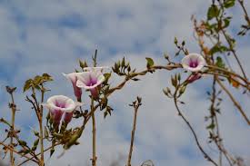 Image result for Ipomoea shirambensis