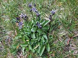 Image result for Swertia usambarensis