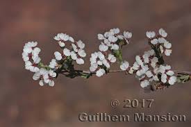 Image result for Eriocephalus racemosus