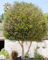 Image result for Melaleuca