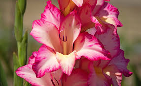 Space them about 5 inches apart, so how to care for gladiolus plants. Gladiolus Plant Guide How To Grow And Care For Gladiolus Flower