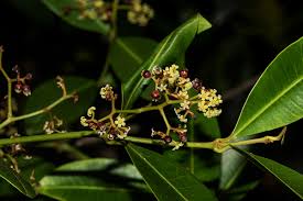 Image result for Secamone