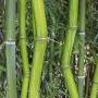 Bamboo nursery near me from www.agriculture.com