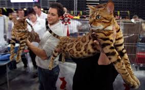 He comes with full pedigree certificates and vet history. Feline Domestication Science History And Ethics New Hampshire Public Radio