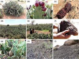When the cactus paddles are older, these will. Distribution And Socio Ecological Impacts Of The Invasive Alien Cactus Opuntia Stricta In Eastern Africa Springerlink