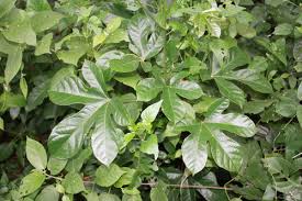 Image result for Cola mossambicensis