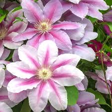 From 12 to 20 cm. Clematis Care Hofland Gardens