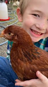 Lost brown chicken near Eagle and Victory
