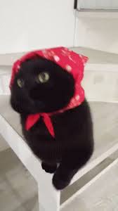 Pin By Lou On Chats Ii Cute Cats Cute Creatures Cute Cats And Kittens