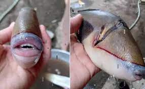 Peixe Com Dentes Humanos E Preenchimento Labial E Fotografado Nd Mais