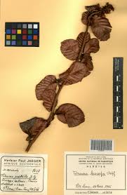 Image result for Tetracera alnifolia