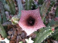 Image result for Orbea paradoxa