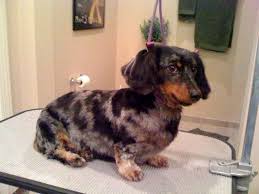 How To Groom A Long Haired Dachshund At Duckduckgo Long Haired Dachshund Dachshund Love Dachshund