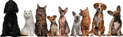Hours may change under current circumstances Kindness Animal Hospital Tulsa Veterinarian Tulsa Vets In Tulsa