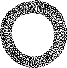 New users enjoy 60% off. Msc Cell Membranes Breaking The Barrier Using Nanoparticles Wur