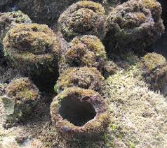 Image result for Kotschya stolonifera