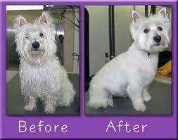 Dog Grooming Tips Because I M Tired Of The Dog Spending More Money Than Me On A Haircut Dog Grooming Dog Groomers Westie Dogs