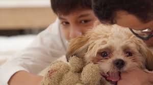 6.052 White Dog Fur Stock Videos, Footage, & 4K Video Clips