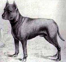 30 Extinct Dog Breeds That Have Forever Disappeared From The Planet Unique Dog Breeds Dog Breeds Terrier Dog Breeds