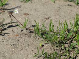 Image result for Spergula