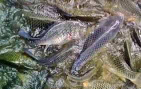 Cara berkem bang biak hewan dan tumbuhan. Artikel Cara Budidaya Ikan Nila