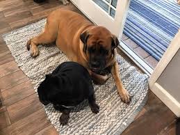 Meet the Mastiff, a breed described...