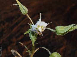 Image result for Trichodesma zeylanicum