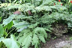 Image result for Ctenitis