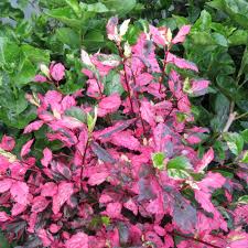 Image result for Hibiscus ludwigii