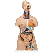 One way is to group them by their location on the anterior, lateral, and posterior regions of the body, but they can also be classified by anatomical. Female Torso Head Anatomical Model 20 Parts Hab Direct