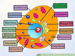 Maybe you would like to learn more about one of these? Diagram 3d Cell Diagram Projects Full Version Hd Quality Diagram Projects Aidiagram Festivalillica It